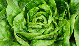 Strategic Centre for Leafy Salads: Weeding trials